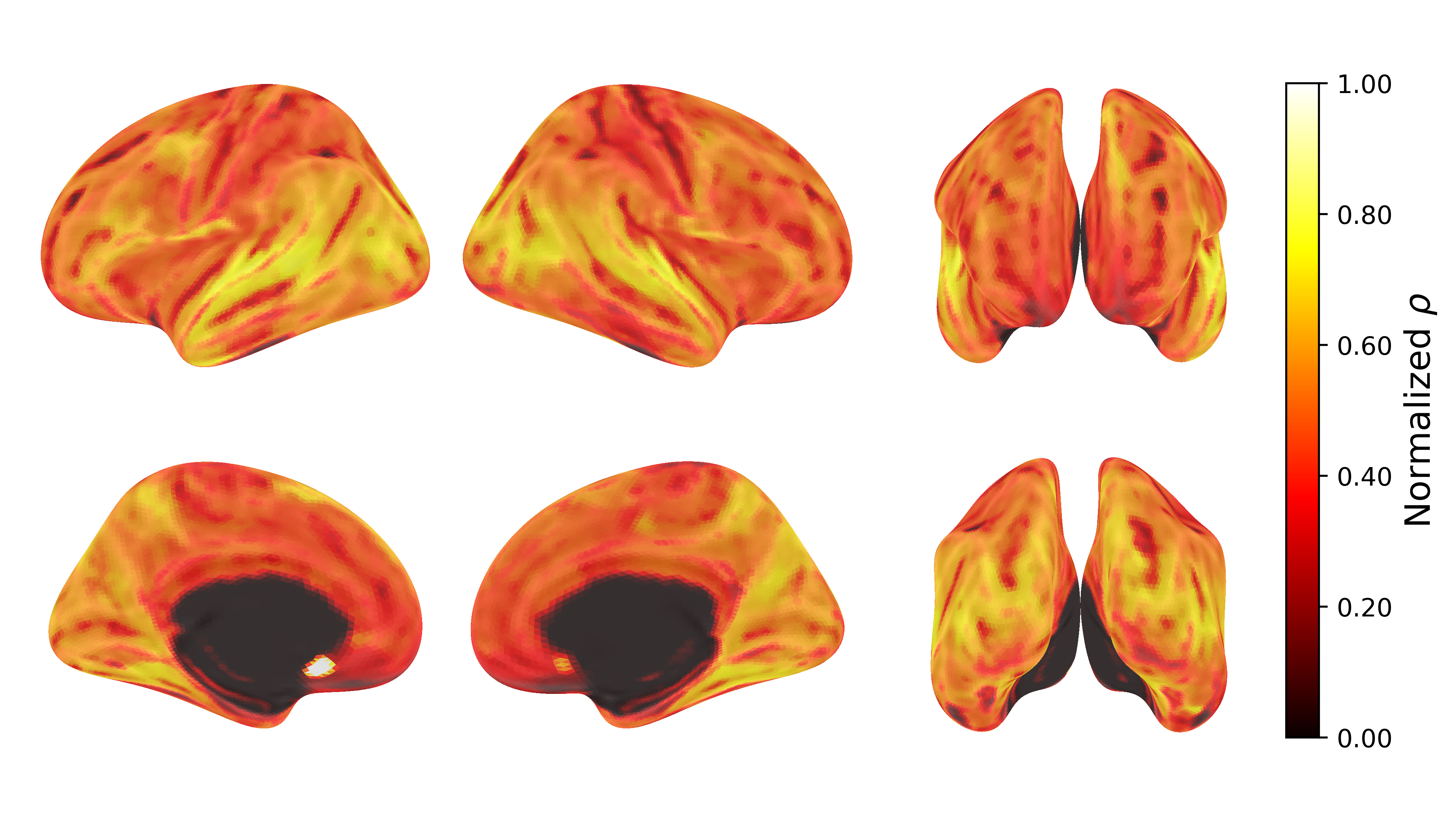 TRIBE v2 whole-brain performance