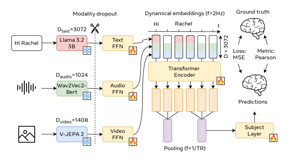 TRIBE v2 architecture pipeline